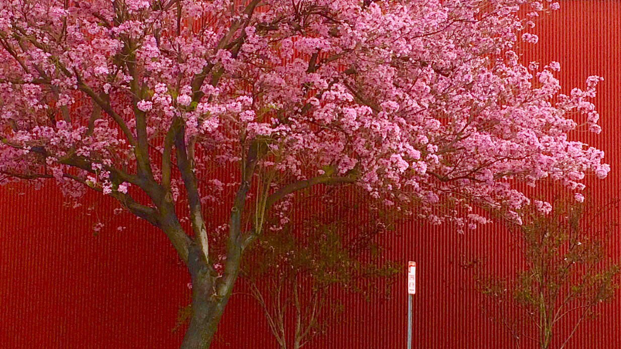 pink tree on red bkgd 01 1233px wide 16-9 ratio